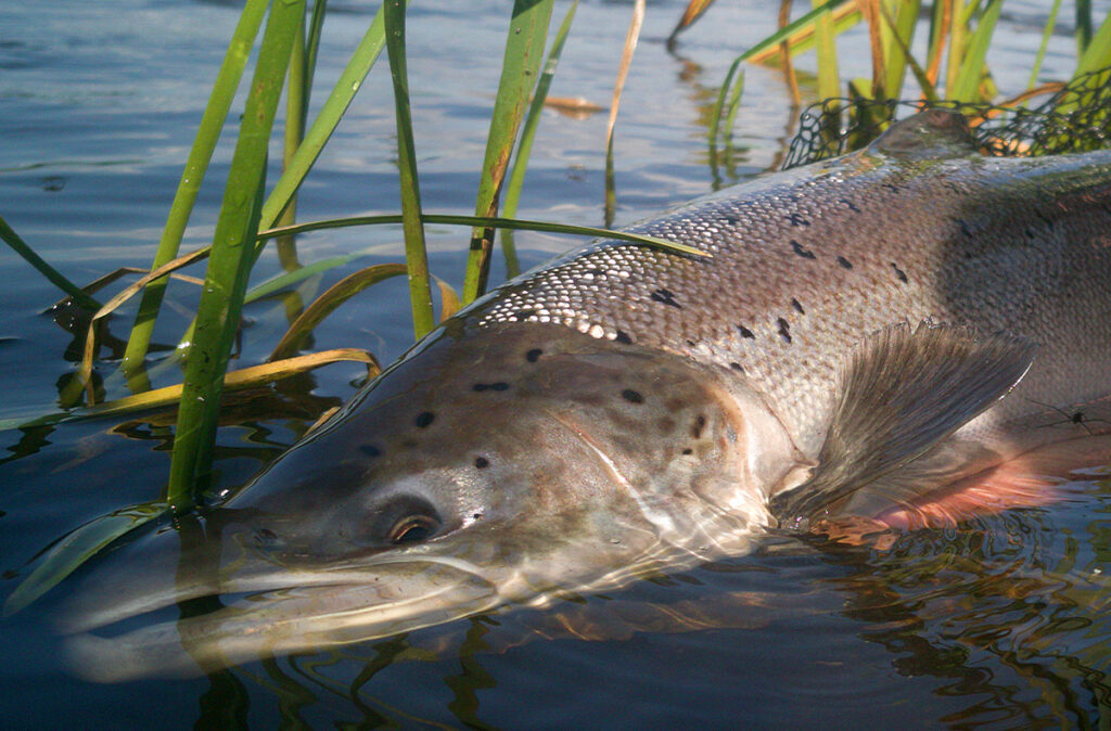 Exclusive Salmon fishing river Skjern - Salmon and nature at river skjern